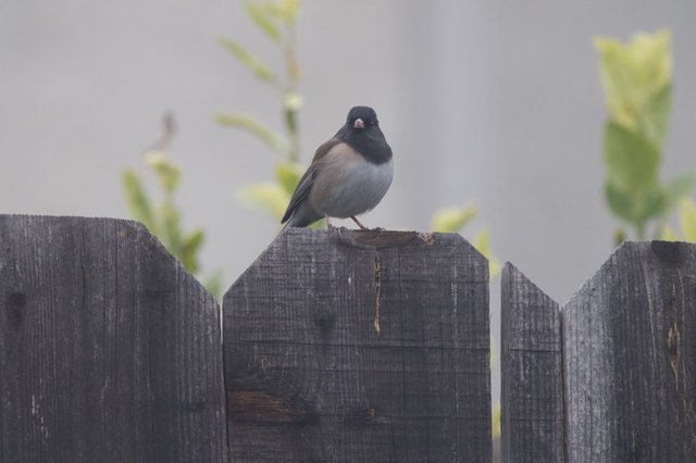 Dark-Eyed Junco Perched on Weathered Garden Fence