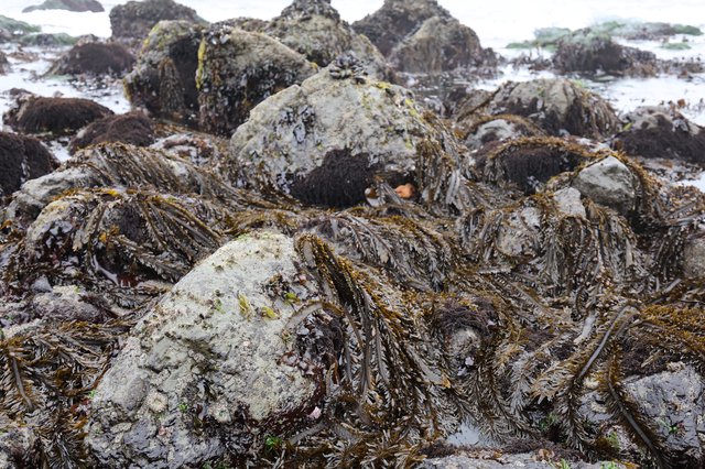 Rocky Intertidal Zone Draped in Wet Seaweed