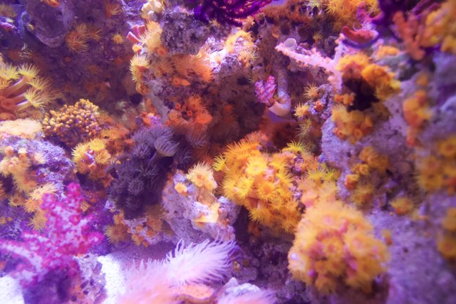 Diversity of Corals in a Vibrant Coral Reef