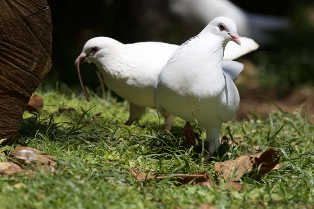 Graceful Duo: White Doves at Honolulu Zoo