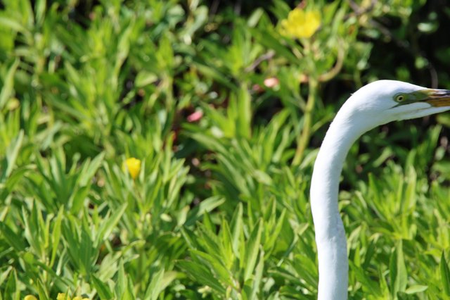 Great Egret Portrait Among Wildflowers in Wetland