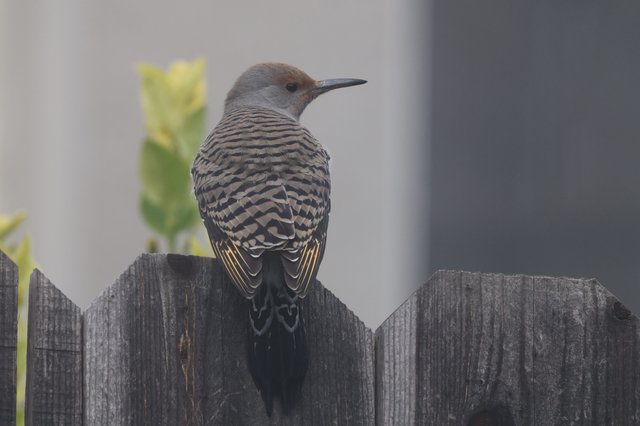 Northern Flicker Perched on Weathered Wooden Fence