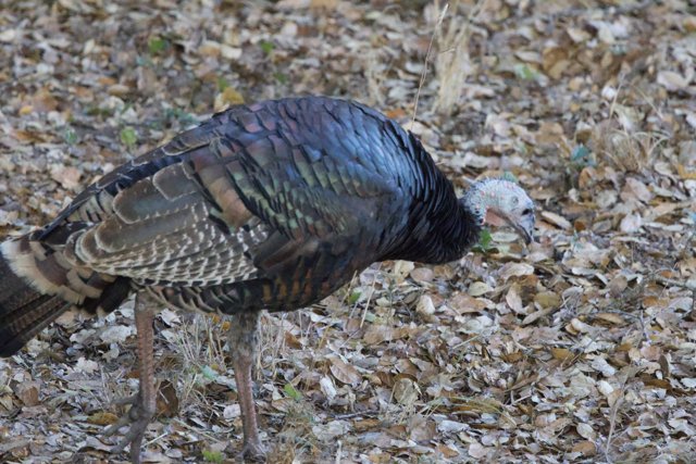 Morning Stroll of a Carmel Valley Wild Turkey