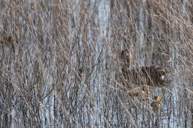Camouflaged Bird Hidden Among Winter Reeds at Dusk