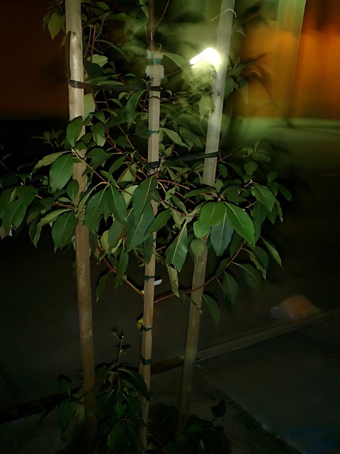 Illuminated Foliage of Marcus' Bamboo Tree