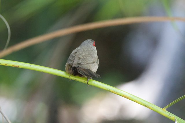 Tranquil Perch: A Finch Moment at Honolulu Zoo