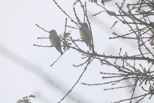 Two Birds Perched on Bare Winter Branches