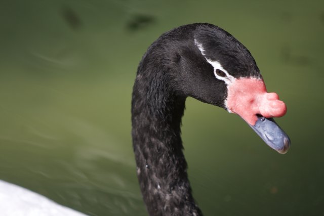 The Enigmatic Black Swan