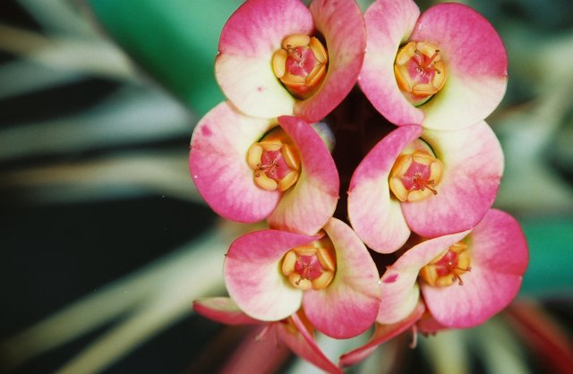 Pink Begonia Flower in Detail