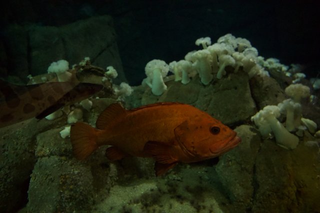 Underwater Mystique: The Red Fish and Mushroom Display