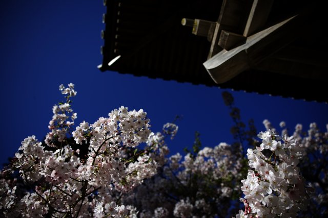Cherry Blossom Serenity at the Japanese Tea Garden