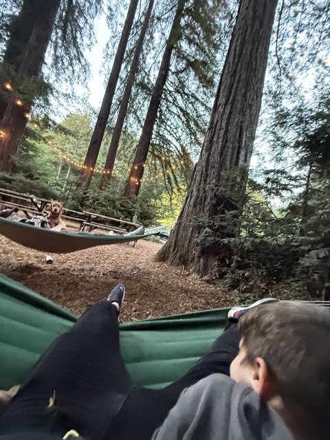 Tranquil Moments in the Redwood Grove
