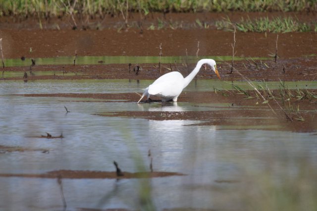 Great Egret Hunting in Flooded Agricultural Field