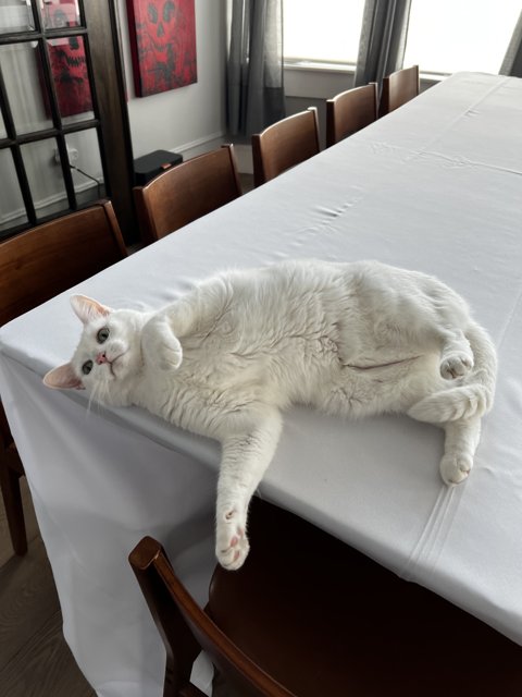 White Cat Lounging on Wooden Table