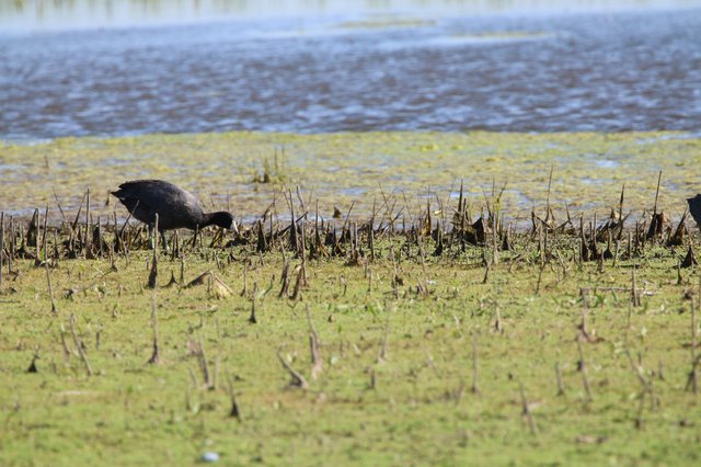 American Coot Foraging in Flooded Rice Stubble Field