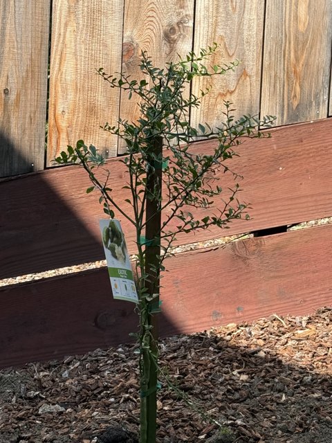 New Beginnings in the Backyard