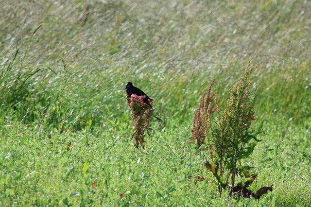 Red-winged Blackbird Perched on Wild Sorrel