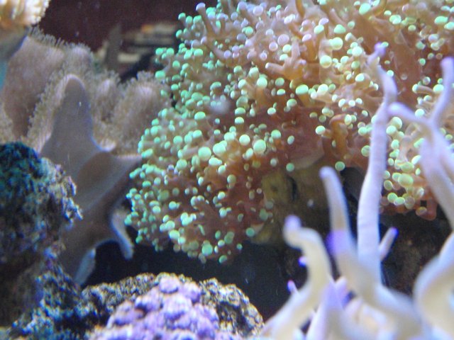 Colorful Coral Reef Oasis