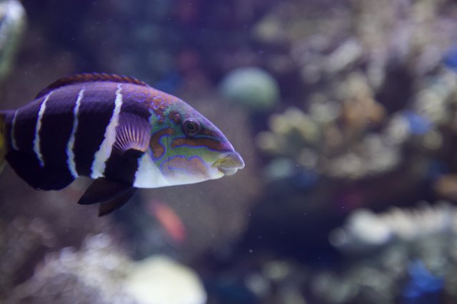 Colorful Surgeonfish in a Captivating Aquarium