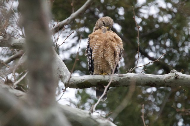 Red-Shouldered Hawk Perched in Winter Tree