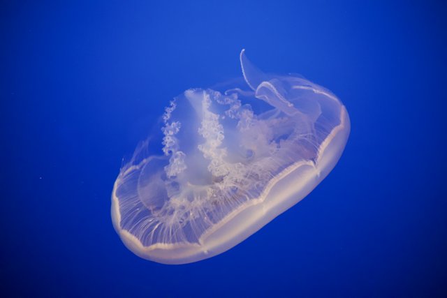Grace of the Ocean Depths: Jellyfish in Motion