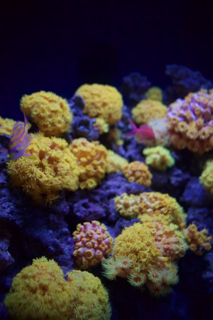 Vibrant Underwater Ecosystem: The Coral Reef
