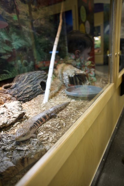 The Reptile World: An intimate encounter