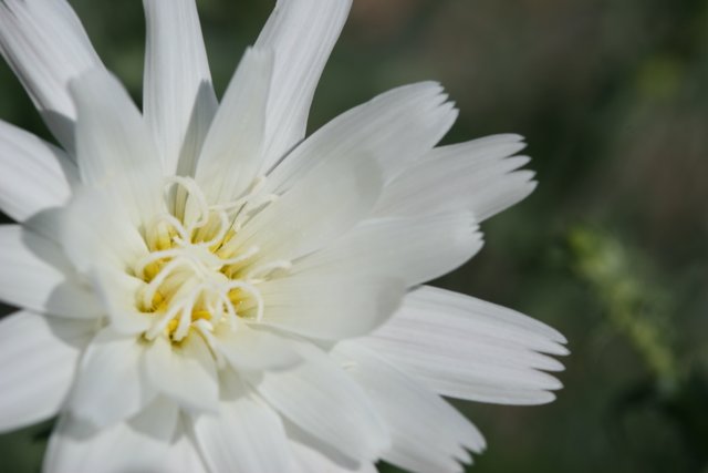 White Daisy with Vibrant Yellow Centers