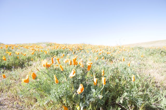 A Field of Vibrant Orange Flowers
