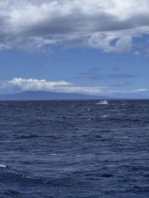Majestic Whale in the Pacific Horizon