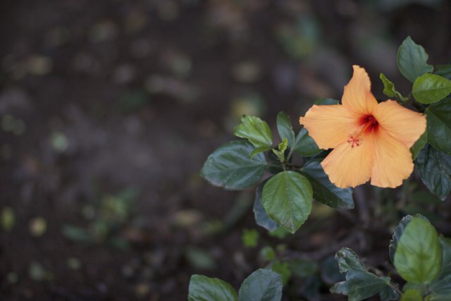 Lone Orange Flower in the Green