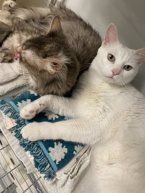 Feline Friends Cuddling on a Cozy Blanket