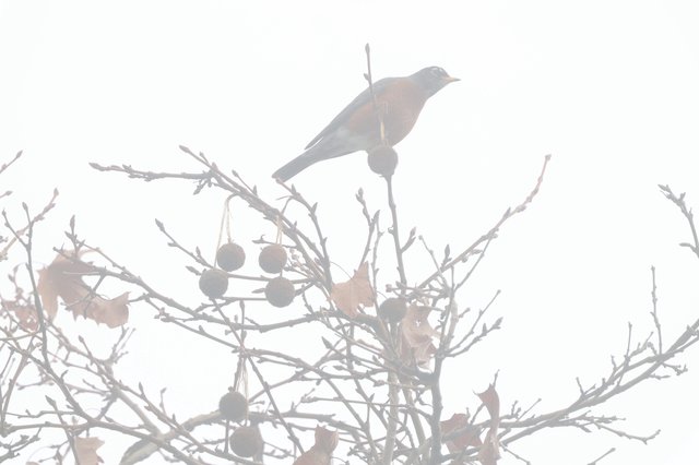 Bird Perched in Misty Winter Branches