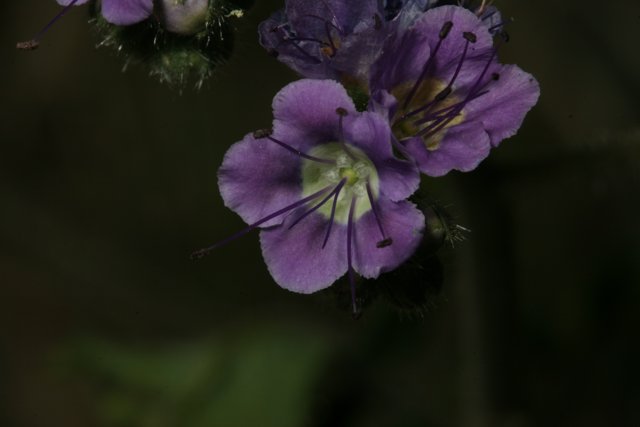Purple Geranium Blooms in Spring