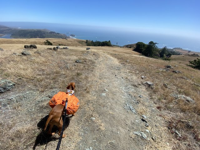 Canine Adventurer on the Trail