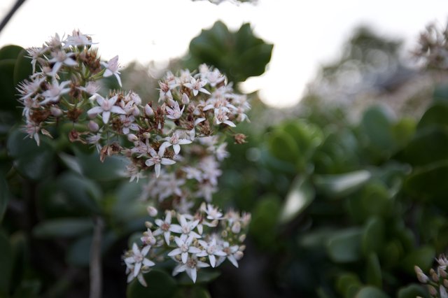 Delicate White Flower Clusters in Soft Focus