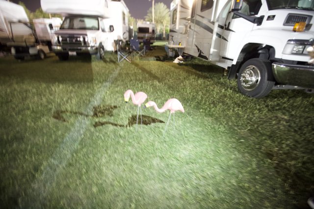 Flock of Pink Flamingos on the Grass