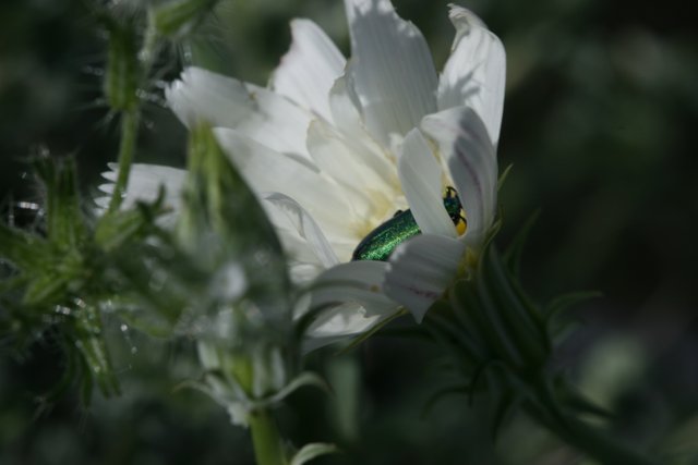 The Green Beetle's Pollen Adventure