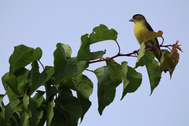Yellow Finch Perched on Spring Branch