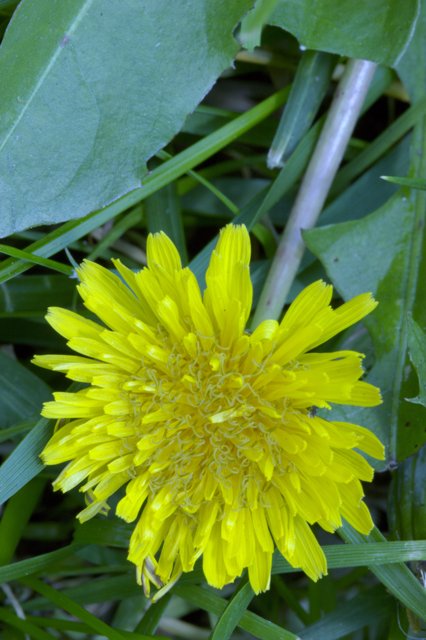 Golden Dandelion in the Grass