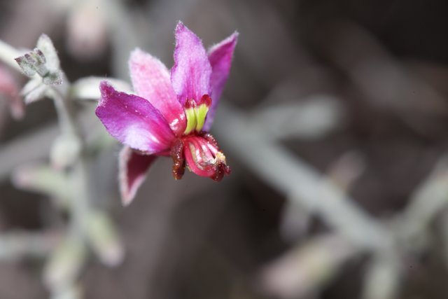 Pink Geranium Blooms in the Desert