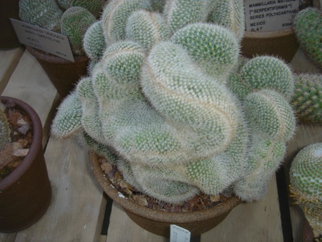 The Centerpiece Cactus