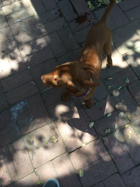 Canine strolls along charming brick path