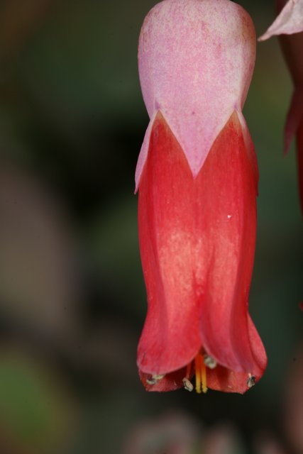 Fuchsia Beauty