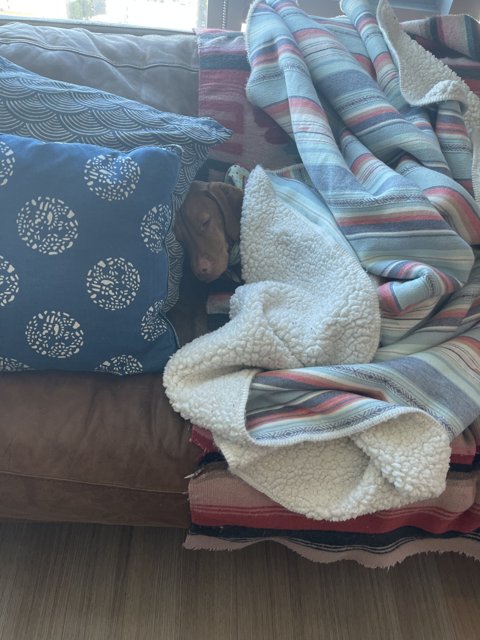 Cozy Canine Napping Under a Quilt