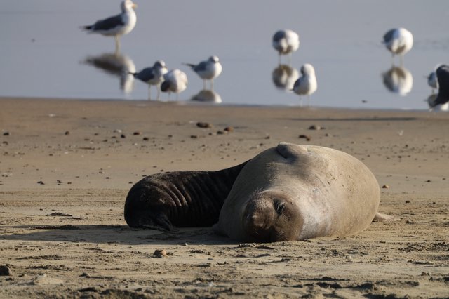 Elephant Seal Pup Resting on Drakes Beach