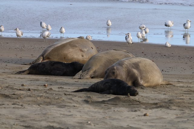 Elephant Seals and Seagulls Resting on Drakes Beach