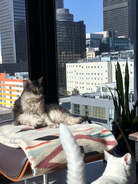 Two Cats Enjoying a City View on a Cozy Chair