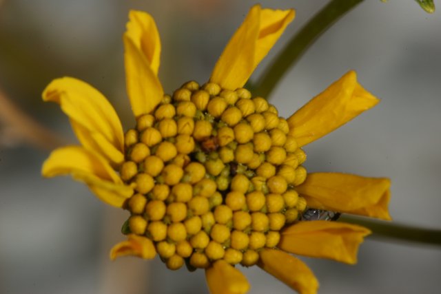 Yellow Daisy Flower with Seeds