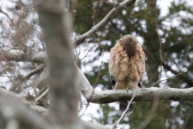 Cooper's Hawk Resting in Winter Snowfall